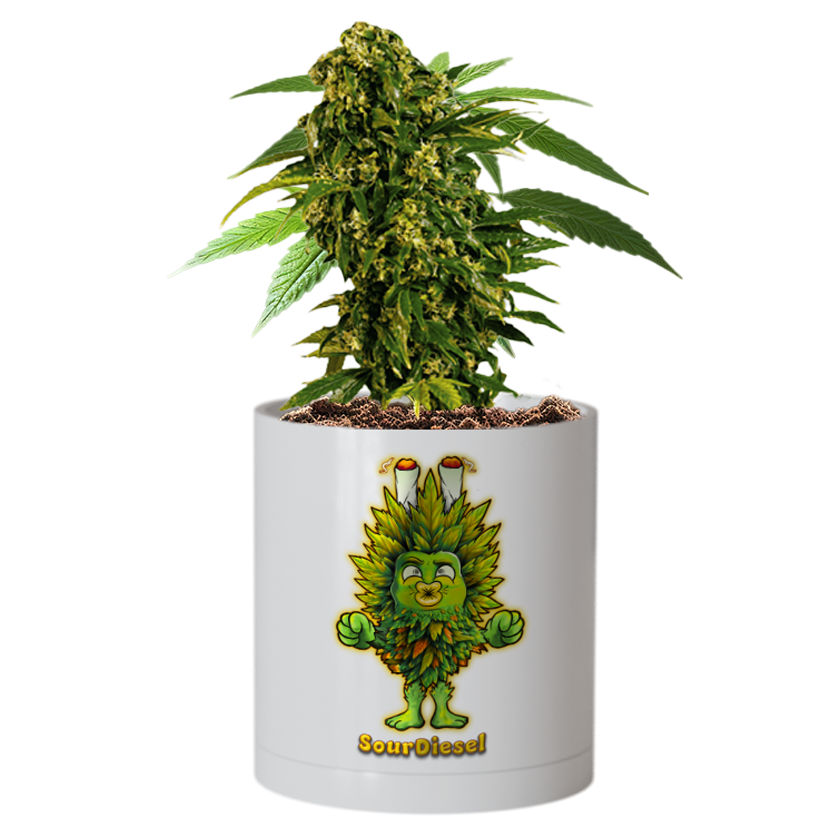 CheebaPet Planter Kit - SourDiesel