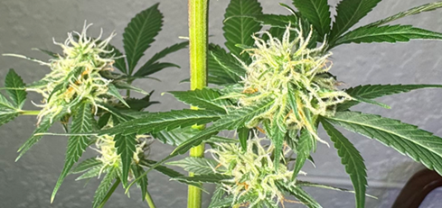 Autoflower Bud Types and Use Cases