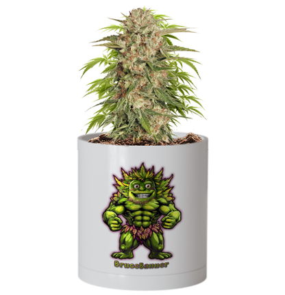 CheebaPet Planter Kit - BruceBanner