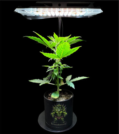 CheebaPet Desk Grow Lamp - 214 LEDs Full Spectrum Adjustable Height 10" - 26"